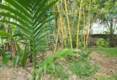 Water Front Land for Sale in Katugastara, Gampaha