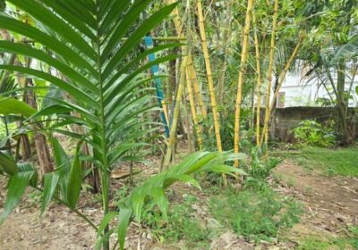 Water Front Land for Sale in Katugastara, Gampaha
