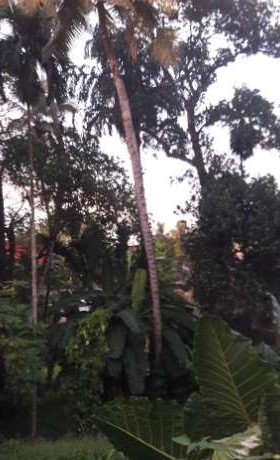 Land For Sale In Pannipitiya