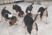 Beagle Puppies
