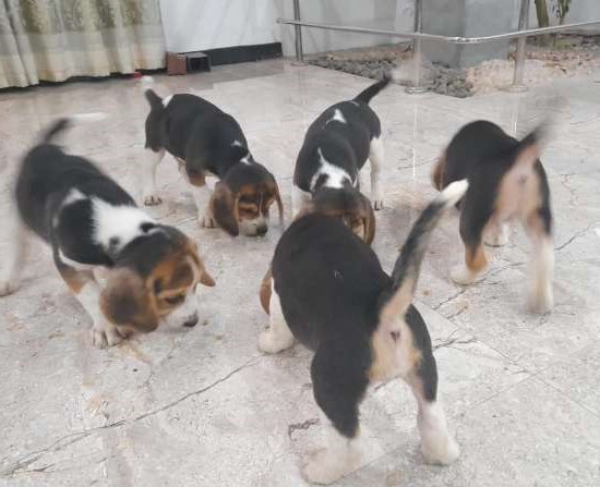 Beagle Puppies