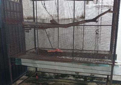 Cage For Quick Sale