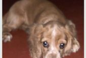Cockerspaniel Puppy