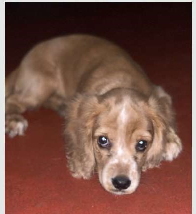 Cockerspaniel Puppy