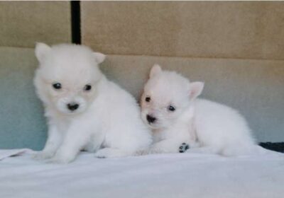 Lion Pomeranian Puppy