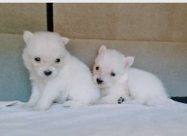 Lion Pomeranian Puppy