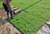 Malaysian Grass