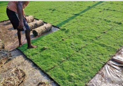 Malaysian Grass