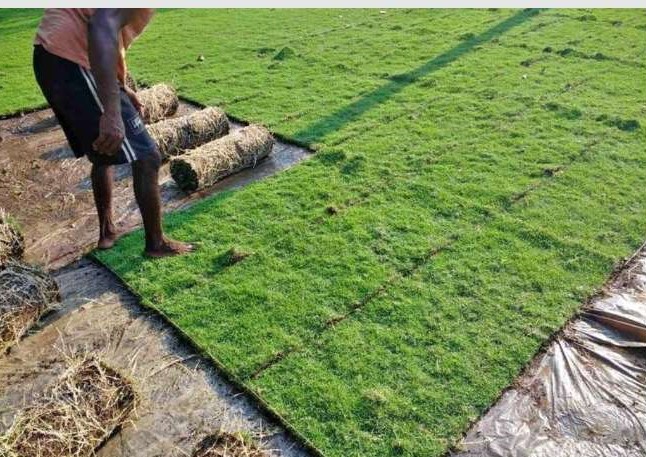 Malaysian Grass