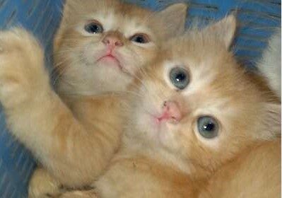 Persian Kittens