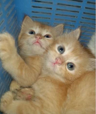 Persian Kittens