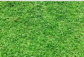 Malaysian Grass
