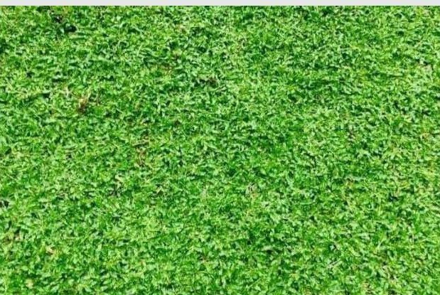 Malaysian Grass