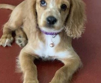 Cockerspaniel Puppy