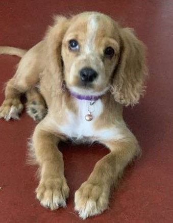 Cockerspaniel Puppy
