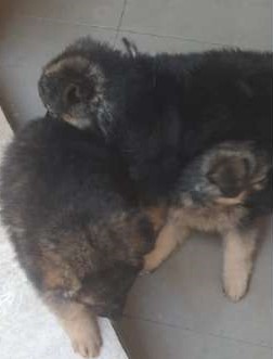 German Shepherd Dogs Puppies