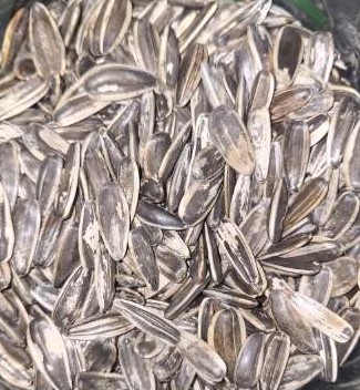 Sunflower Seeds