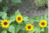 Sunflower Seeds