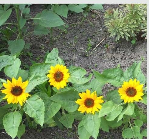Sunflower Seeds