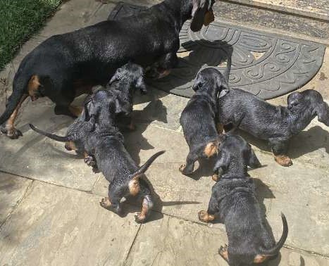 Dachshund Puppies For Sale