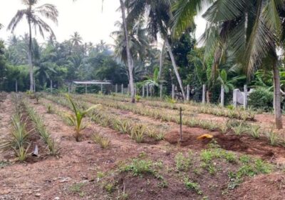 30 Perch Land Close To The Airport