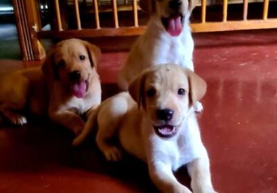 Labrador Retriever Pure Breed