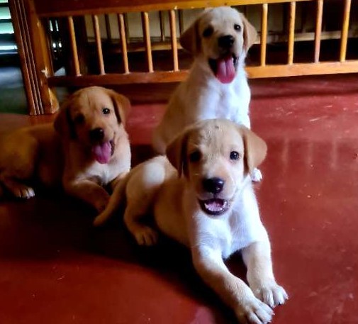 Labrador Retriever Pure Breed