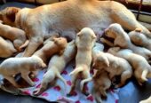 Labrador Retriever Pure Breed