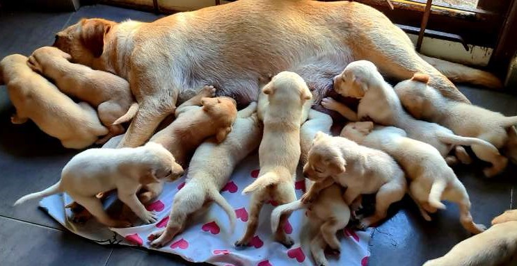 Labrador Retriever Pure Breed