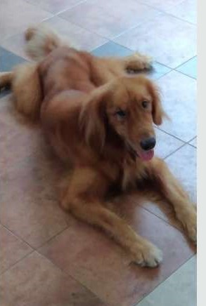 Male Golden Retriever Dog