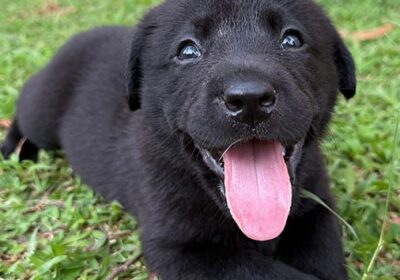 Labrador Retriever Puppies Available