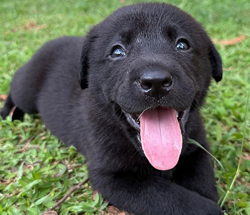 Labrador Retriever Puppies Available