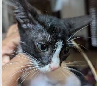 Kittens For A Kind Home