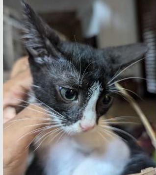 Kittens For A Kind Home