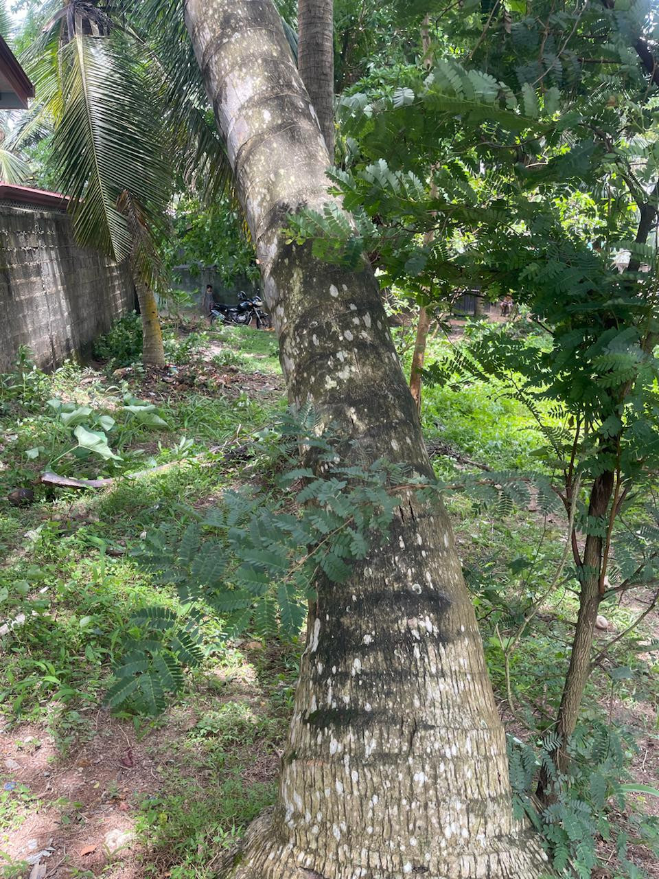 LAND FOR SALE IN RAGAMA