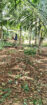 LAND FOR SALE IN MINUWANGODA