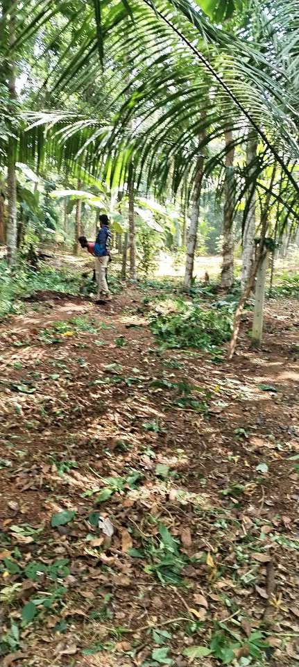 LAND FOR SALE IN MINUWANGODA