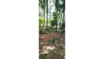 LAND FOR SALE IN MINUWANGODA