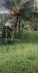 land for sale in thimbirigaskattuwa, negombo