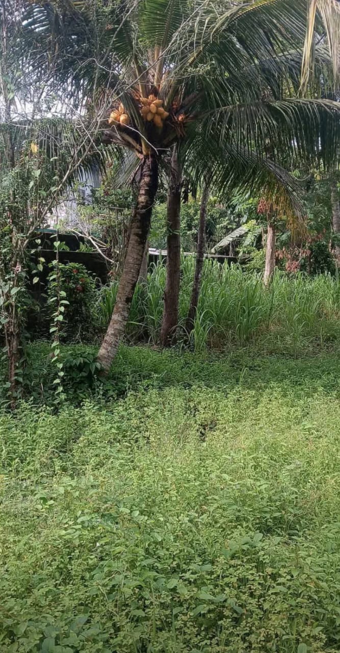 land for sale in thimbirigaskattuwa, negombo