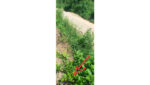 COMMERCIAL LAND FOR SALE IN NAWALAPITIYA