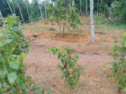 LAND FOR SALE IN HAGGALLA, NITTAMBUWA