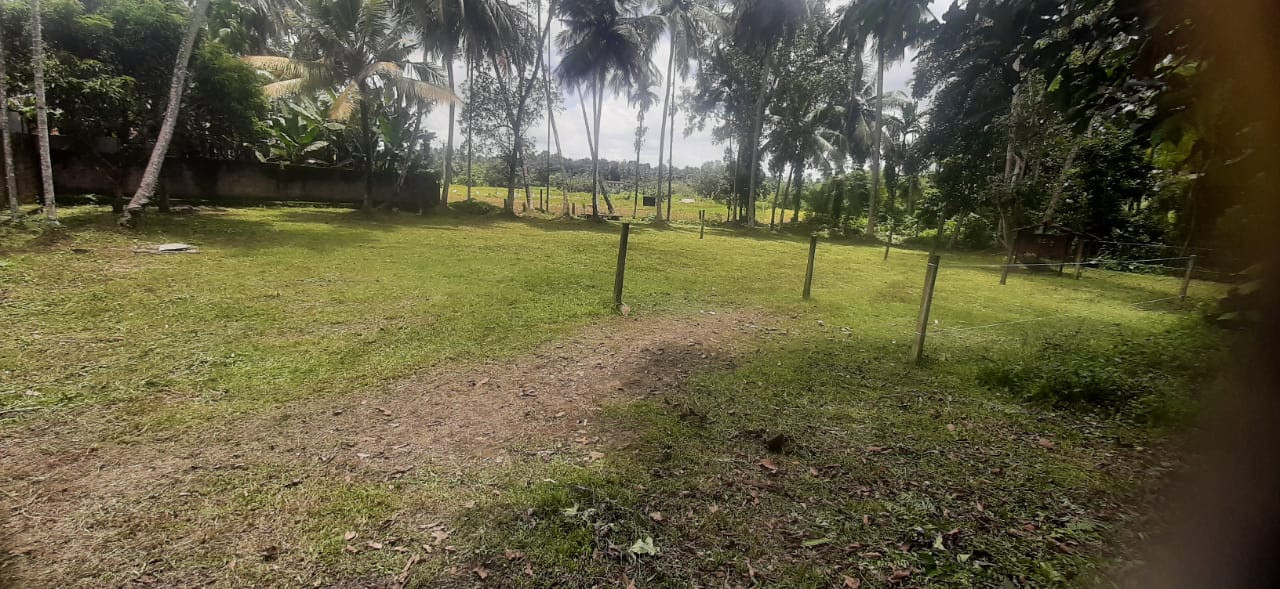 LAND FOR SALE IN BUTHPITIYA, GAMPAHA