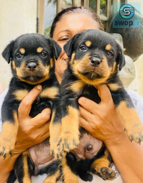 Rottweiler
