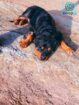 Rottweiler Dog