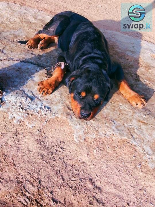 Rottweiler Dog