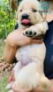 Golden Retriever Puppies