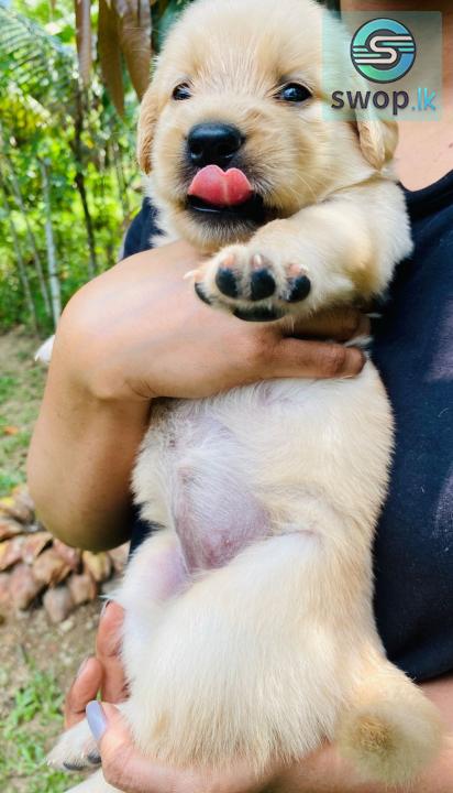 Golden Retriever Puppies