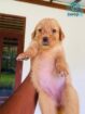 Golden Retriever Puppies