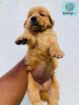 Golden Retriever Puppies